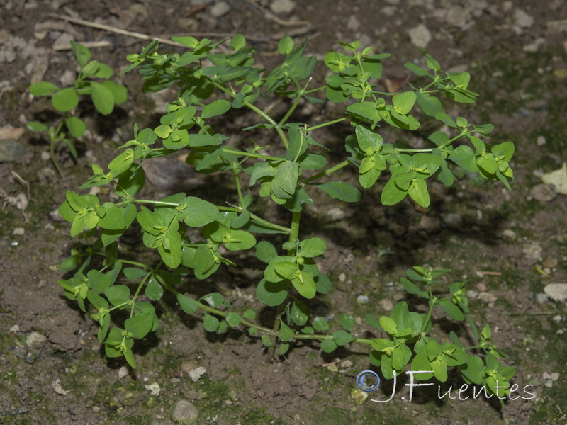 Euphorbia peplus.12