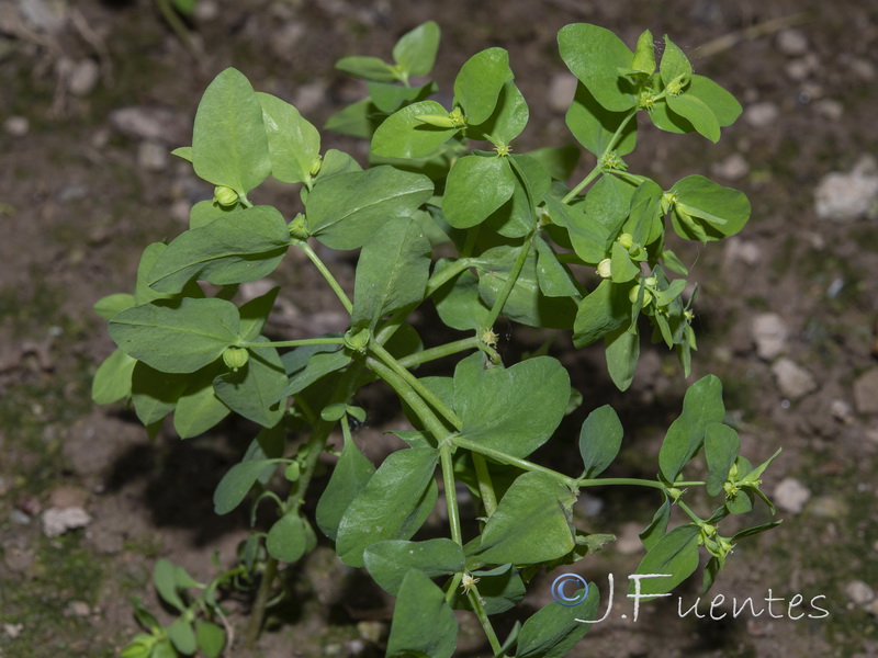 Euphorbia peplus.14