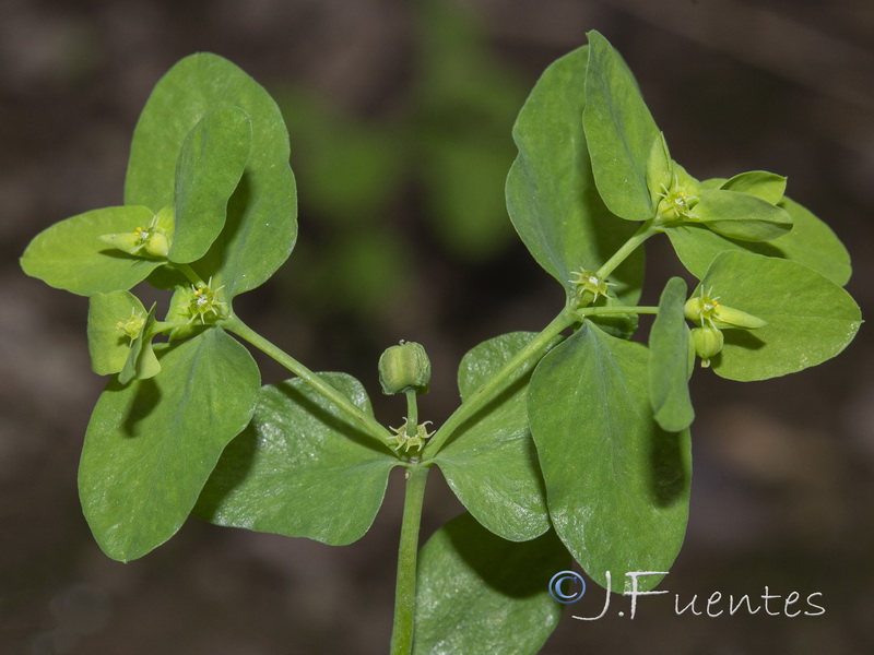 Euphorbia peplus.15