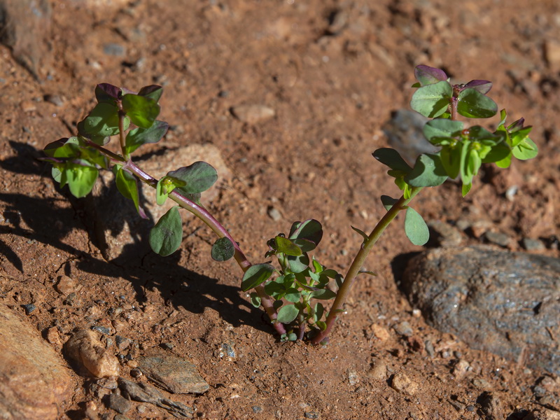 Euphorbia peplus.33