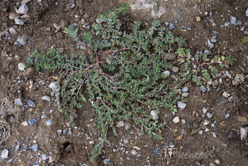 Euphorbia prostrata.15