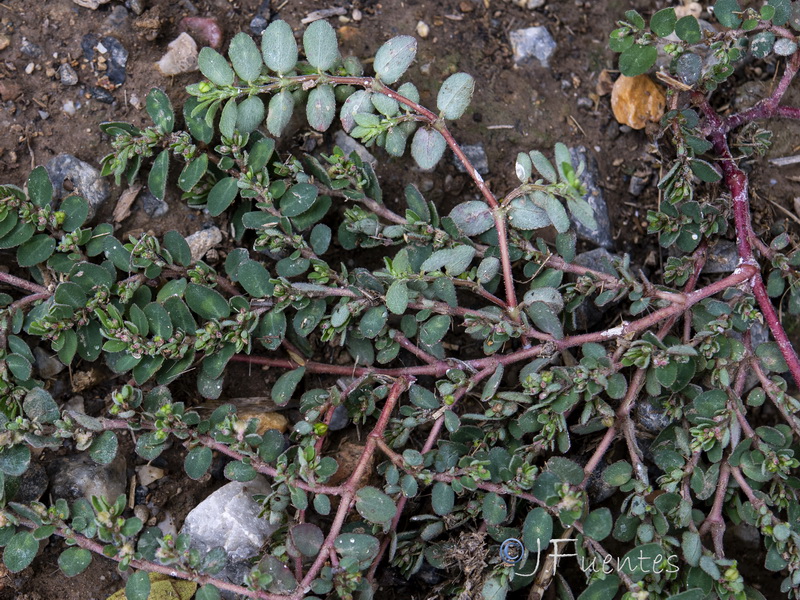 Euphorbia prostrata.16