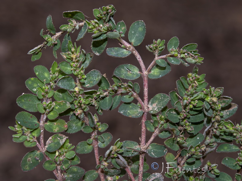 Euphorbia prostrata.17
