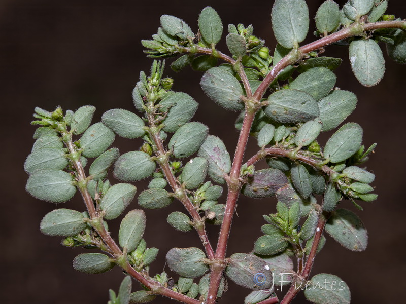 Euphorbia prostrata.18