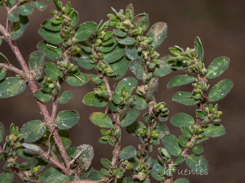 Euphorbia prostrata.19