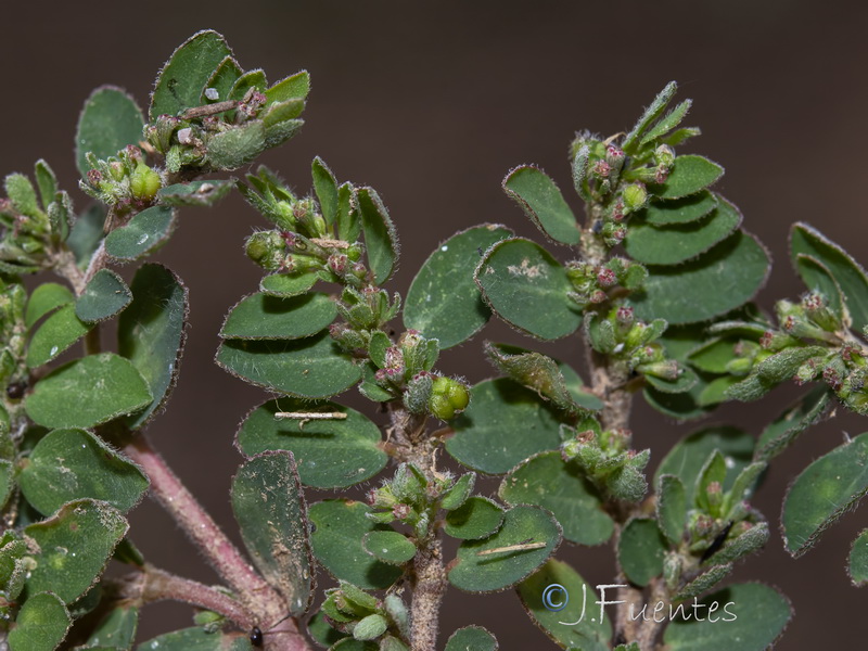 Euphorbia prostrata.19