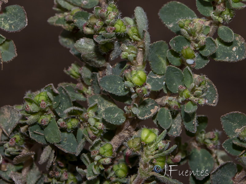 Euphorbia prostrata.21