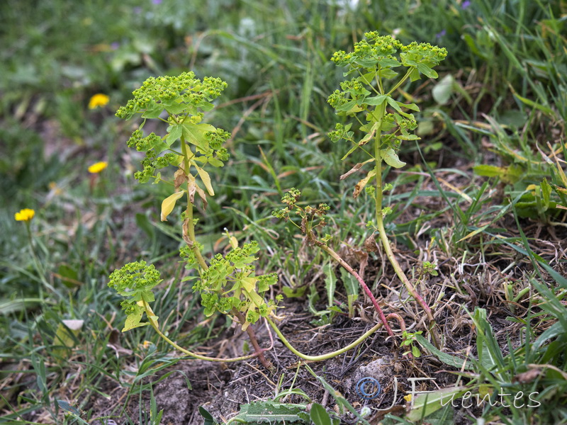 Euphorbia pterococca.01