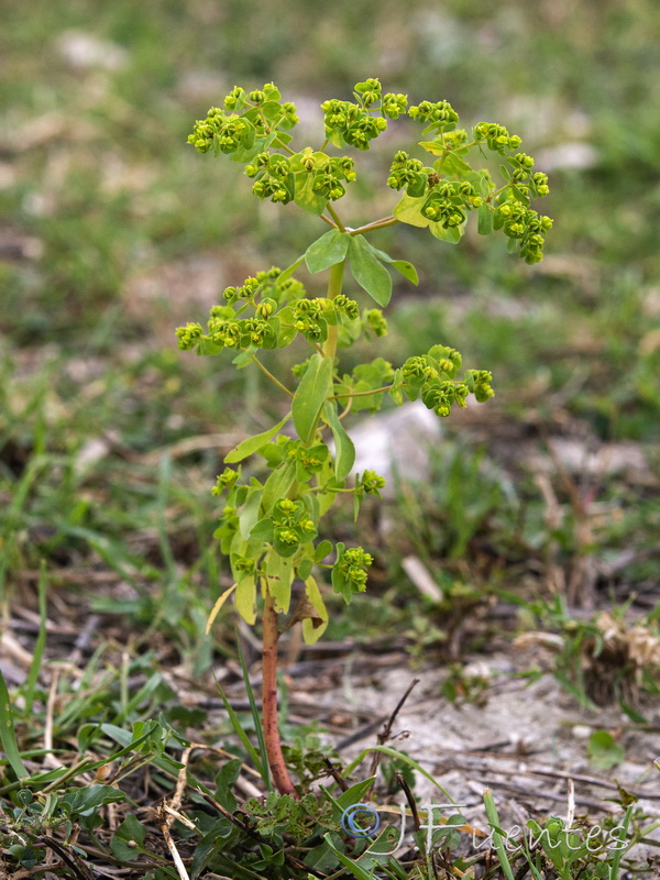 Euphorbia pterococca.03