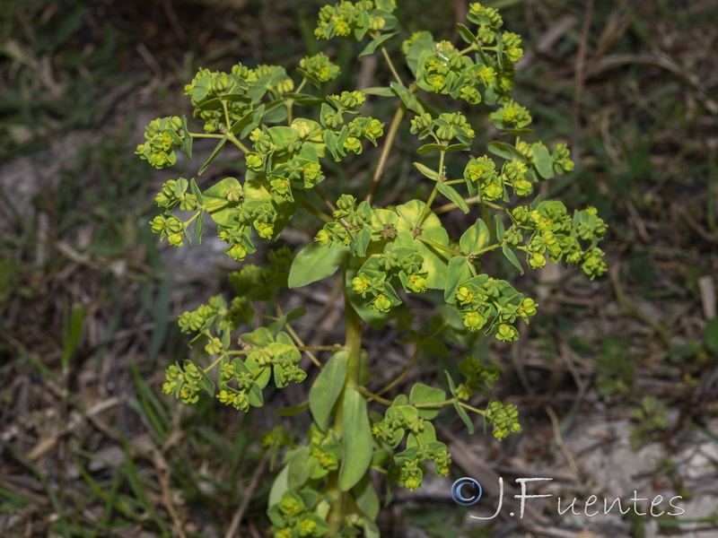 Euphorbia pterococca.04