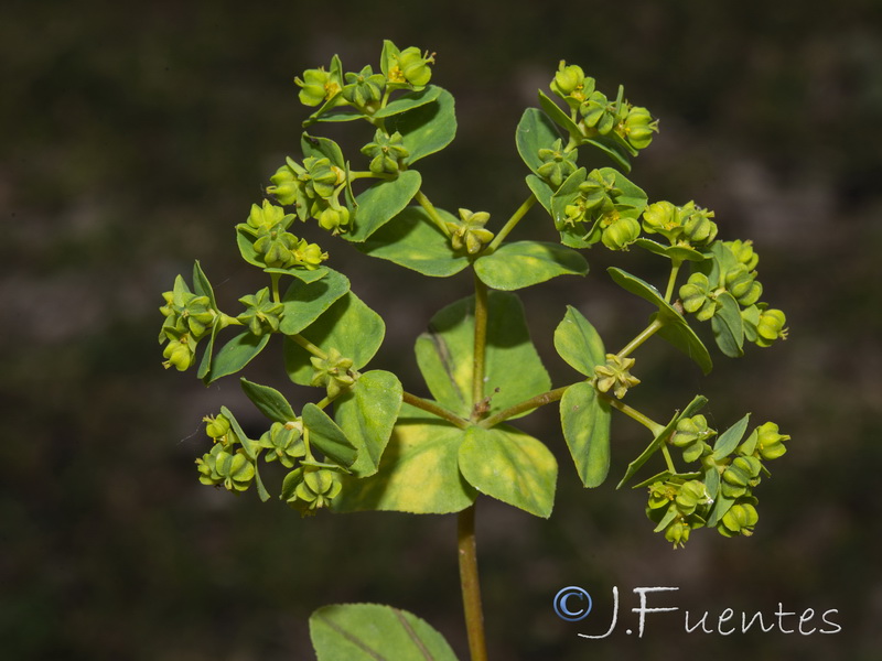 Euphorbia pterococca.06