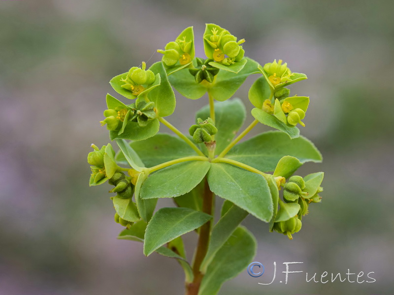 Euphorbia pterococca.08