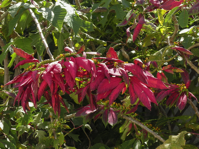 Euphorbia pulcherrima.06