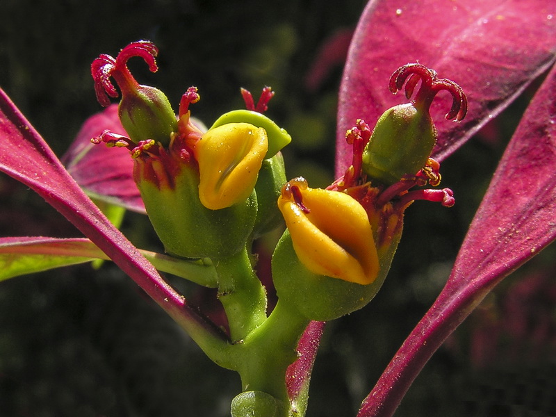 Euphorbia pulcherrima.08