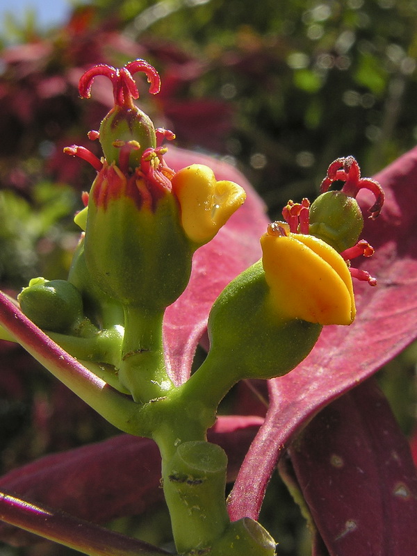 Euphorbia pulcherrima.09