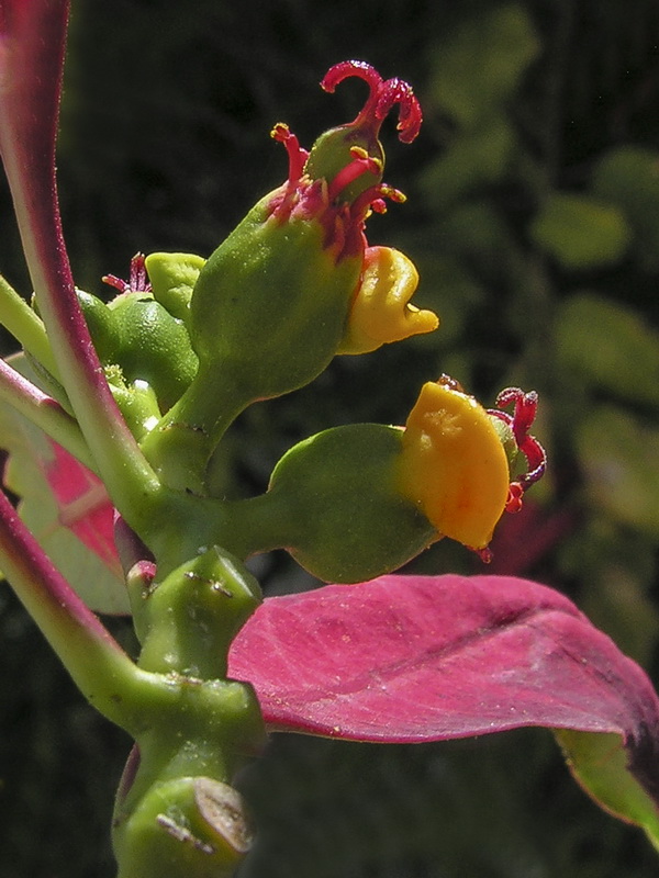 Euphorbia pulcherrima.10