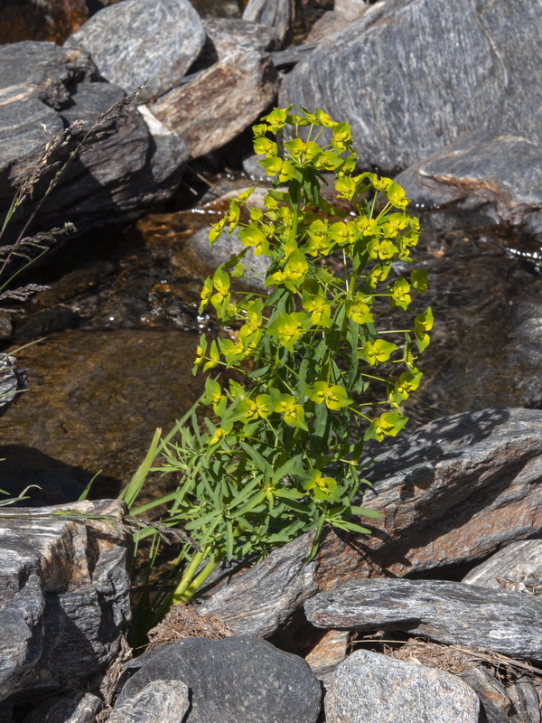 Euphorbia segetalis.04