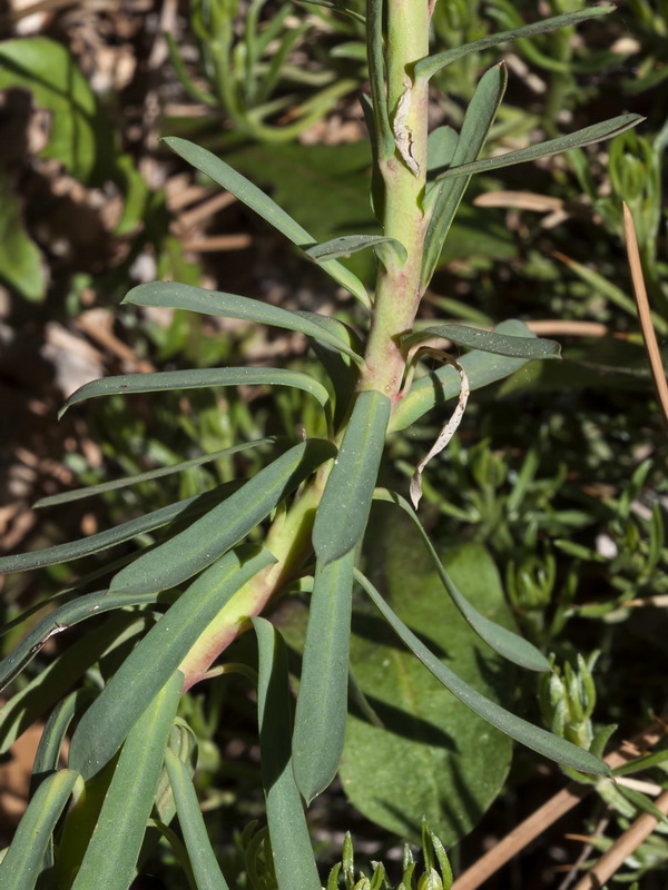 Euphorbia segetalis.05