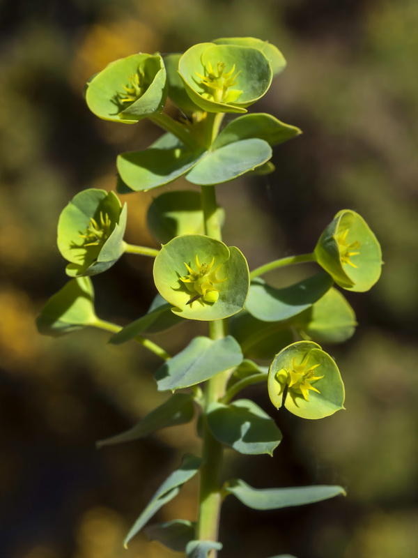 Euphorbia segetalis.14