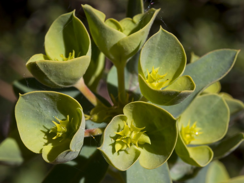 Euphorbia segetalis.17