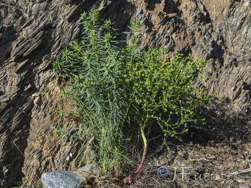 Euphorbia segetalis.02