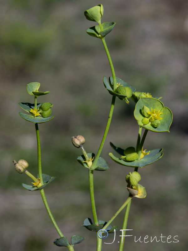 Euphorbia segetalis.14