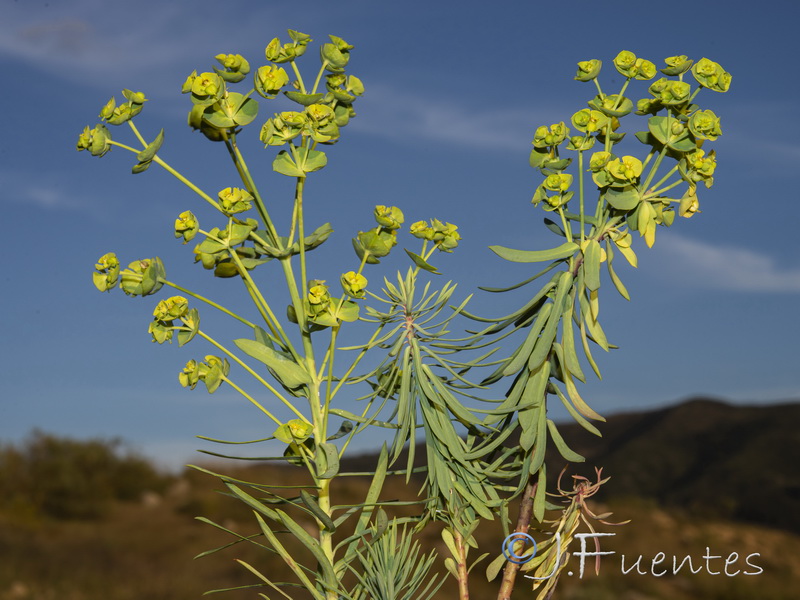 Euphorbia segetalis.26