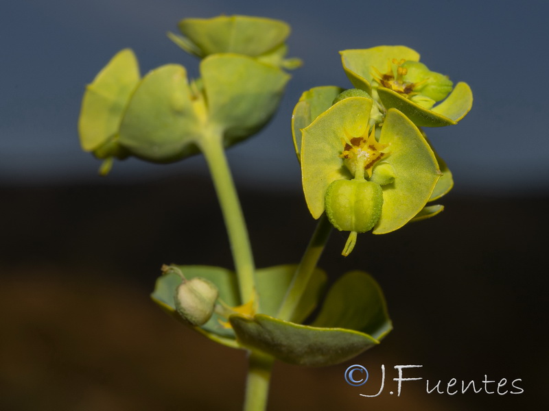 Euphorbia segetalis.28