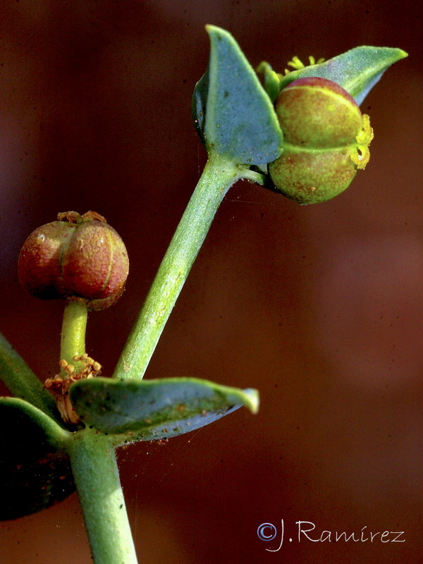 Euphorbia segetalis.29
