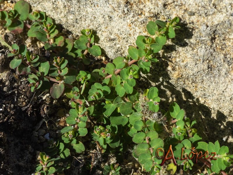 Euphorbia serpens.01
