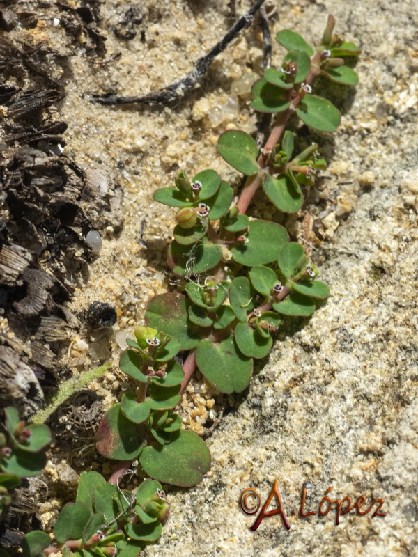 Euphorbia serpens.04
