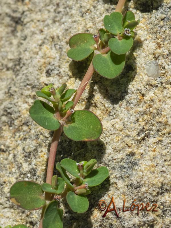 Euphorbia serpens.05