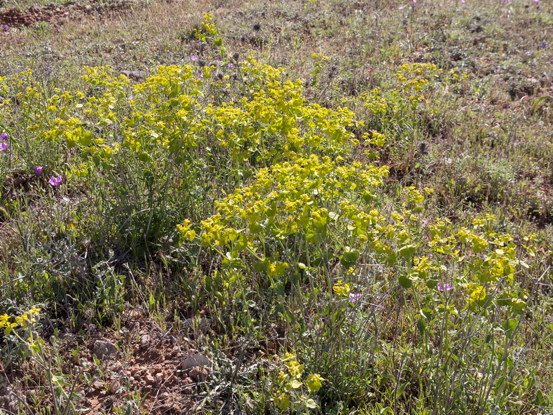 Euphorbia serrata.01