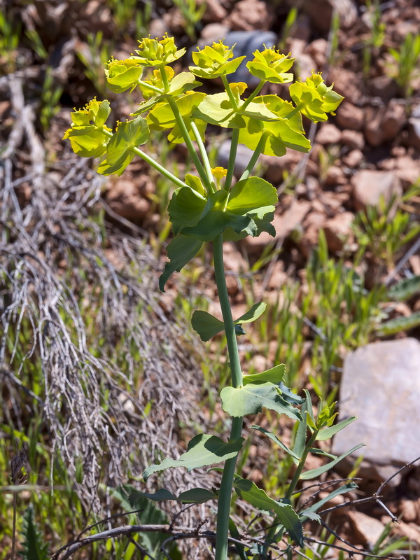 Euphorbia serrata.02