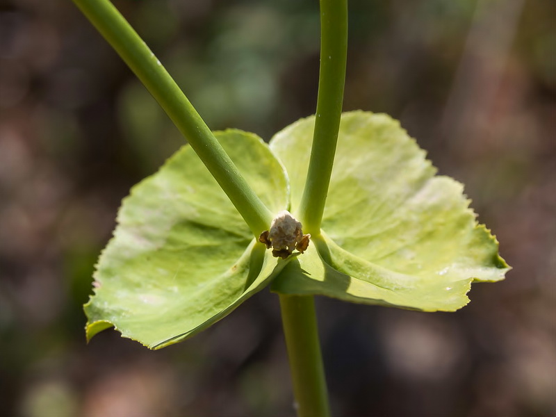 Euphorbia serrata.03