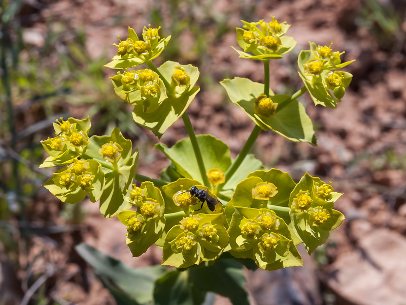 Euphorbia serrata.04