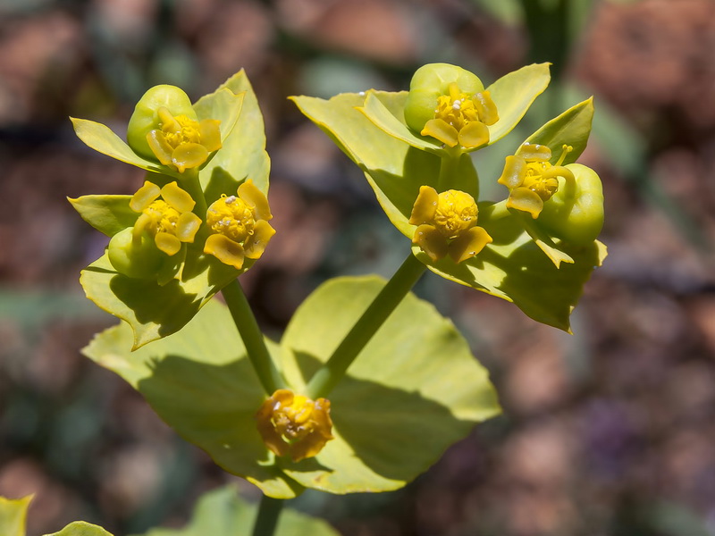 Euphorbia serrata.06