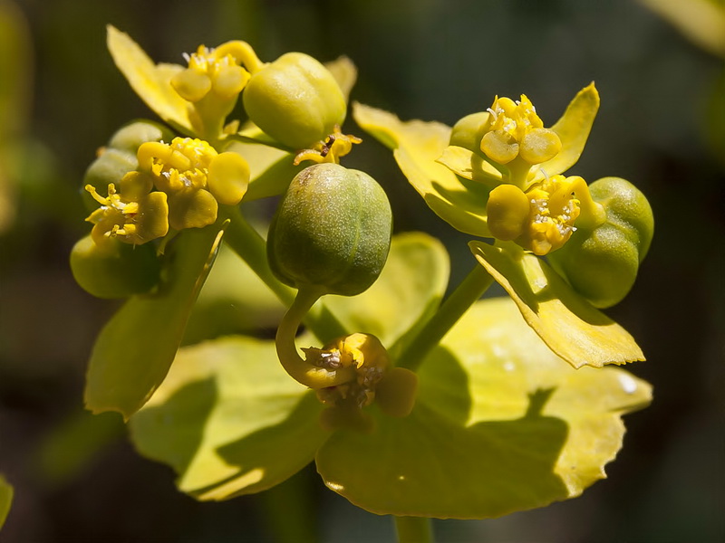 Euphorbia serrata.07