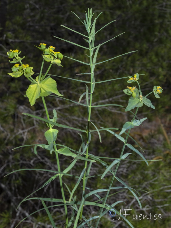 Euphorbia serrata.11