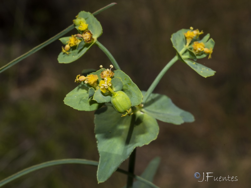 Euphorbia serrata.12