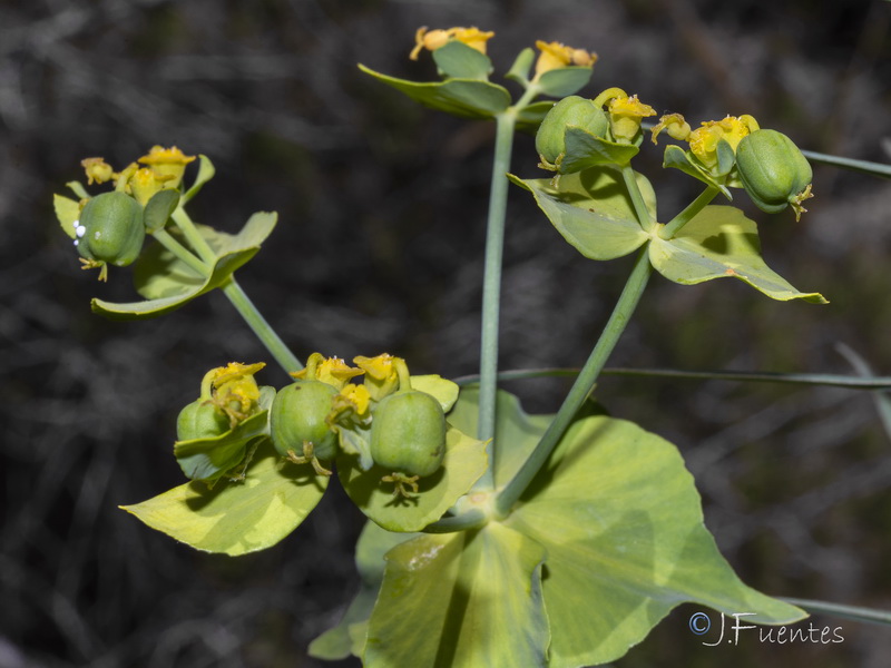Euphorbia serrata.13
