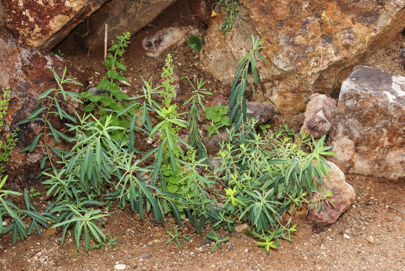 Euphorbia squamigera.01