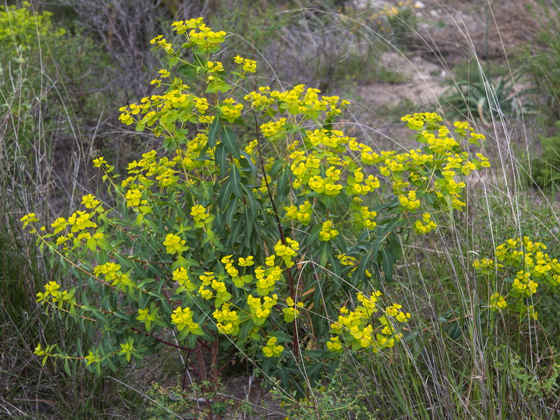 Euphorbia squamigera.02