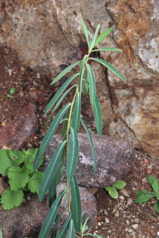 Euphorbia squamigera.04
