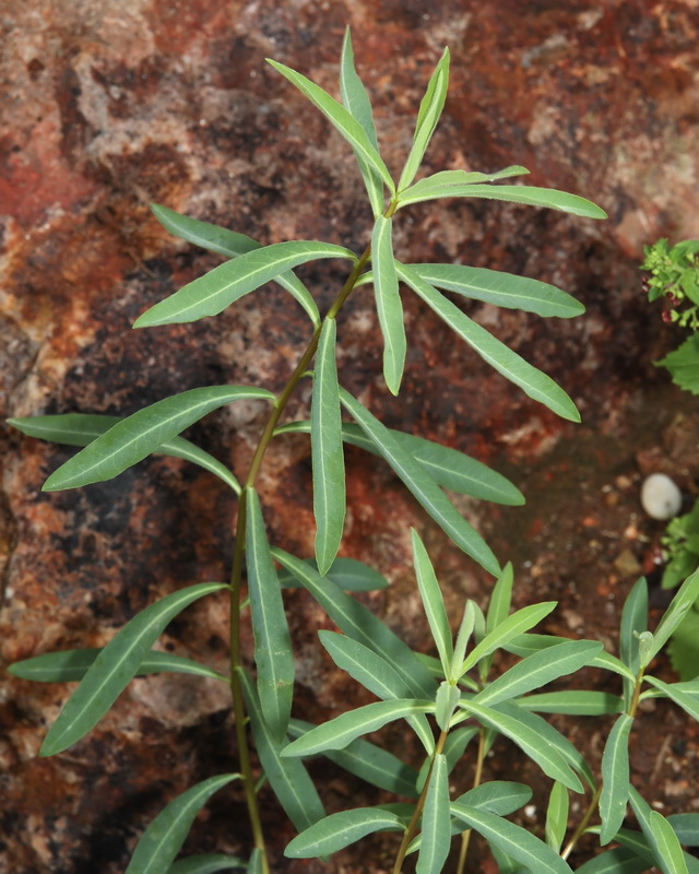 Euphorbia squamigera.05