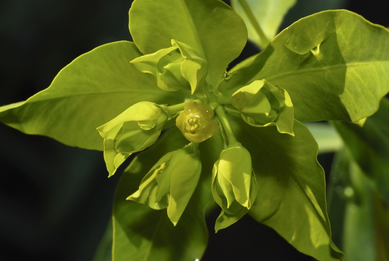 Euphorbia squamigera.09