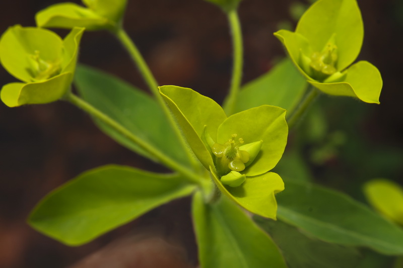 Euphorbia squamigera.15