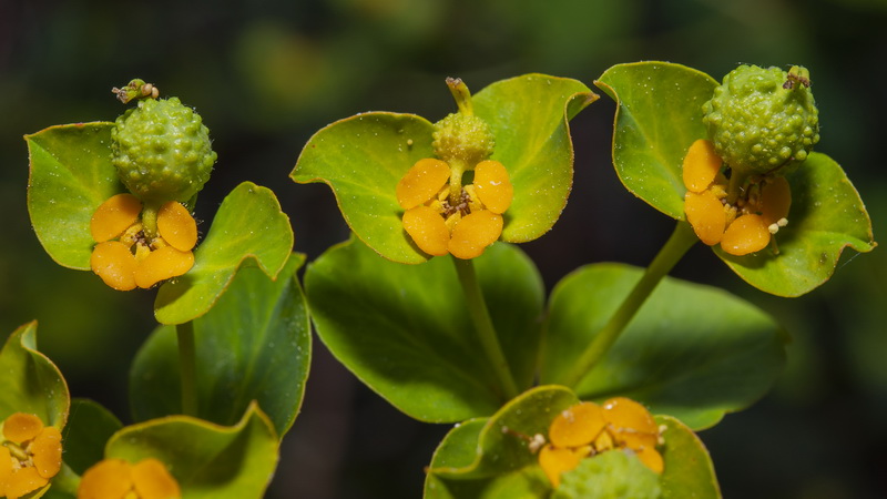 Euphorbia squamigera.19