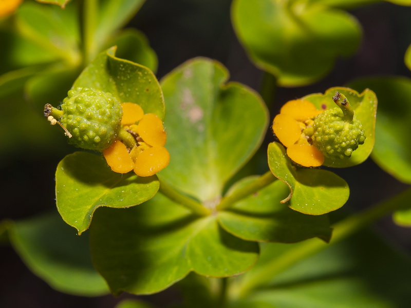 Euphorbia squamigera.20