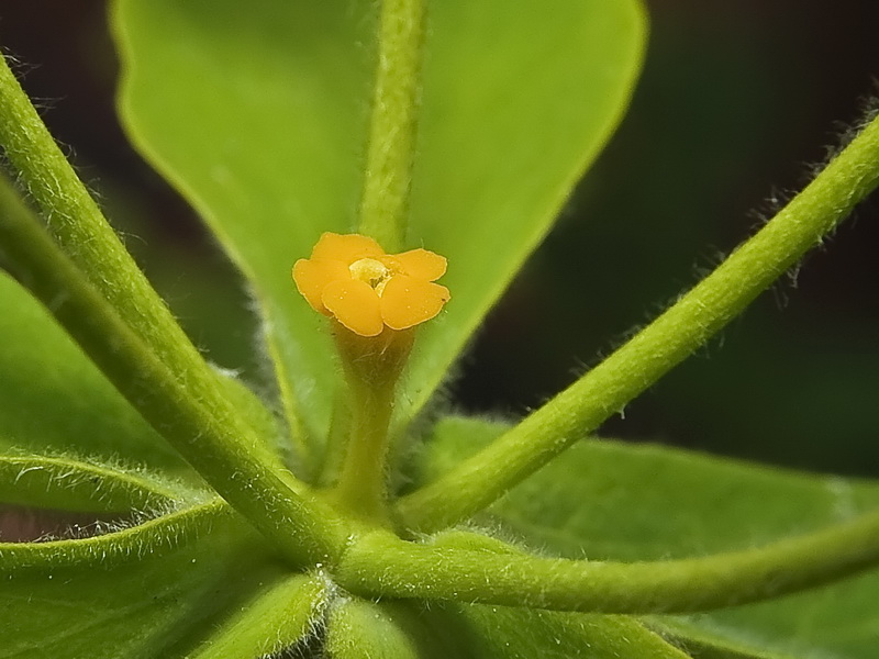 Euphorbia squamigera.23